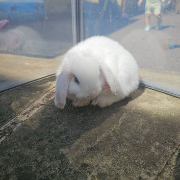 White mini lops