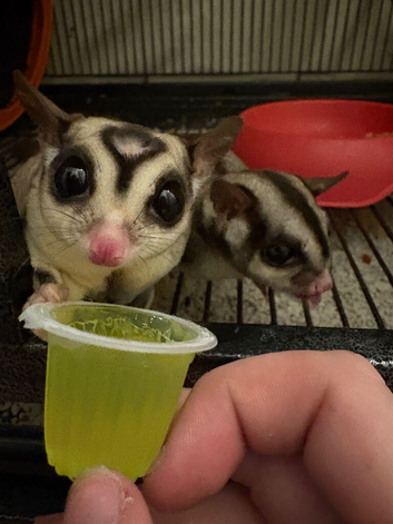 3 Sugar Gliders