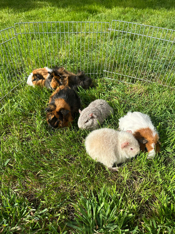Beautiful Baby Guinea Pigs Mixed Colour Male & Femal