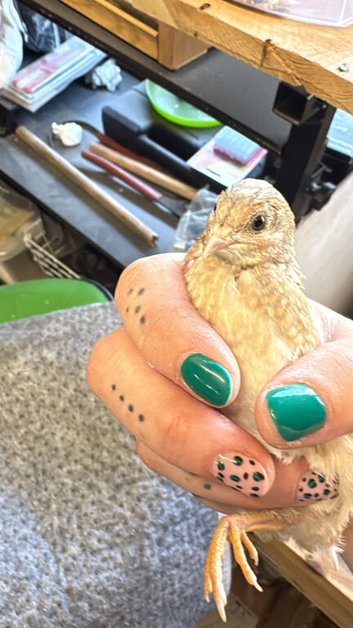 Chinese painted quails (Buttons)