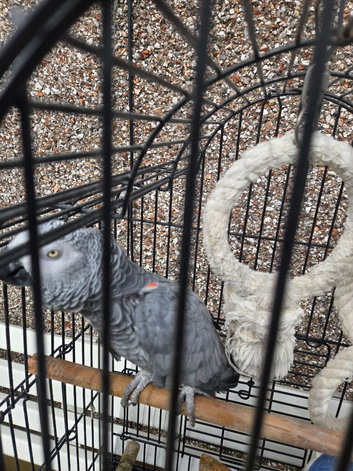 African Grey