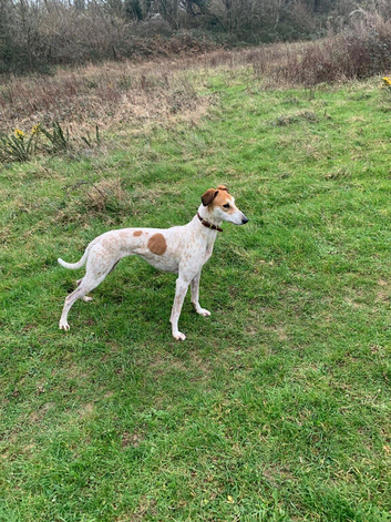 Lurcher puppies