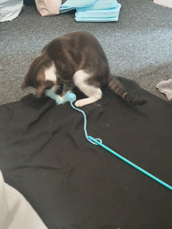 Kitkat