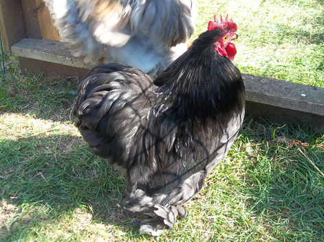 Lovely Young Cock Chicken