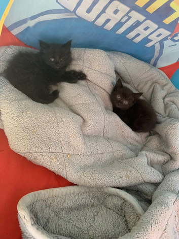 9 week old kittens
