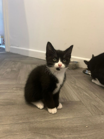 Lovely tuxedo boy