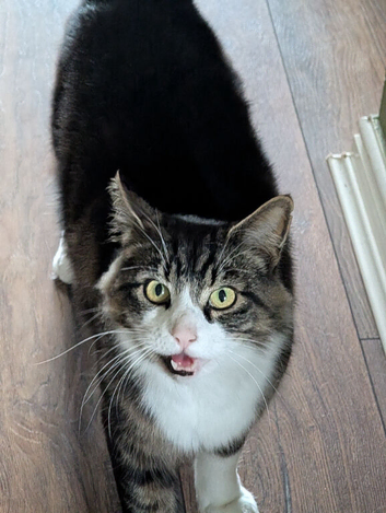 Roku (Outdoor Farm Cat) Excellent pest control.