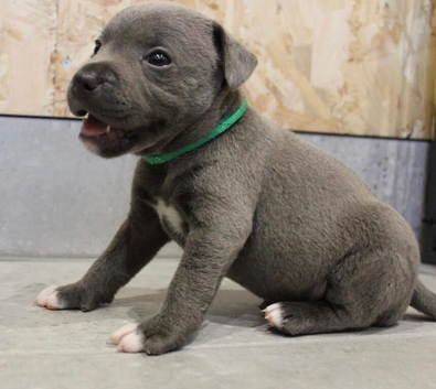 Blue Staffordshire bull terrier puppies