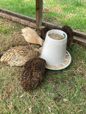 Quail (5)