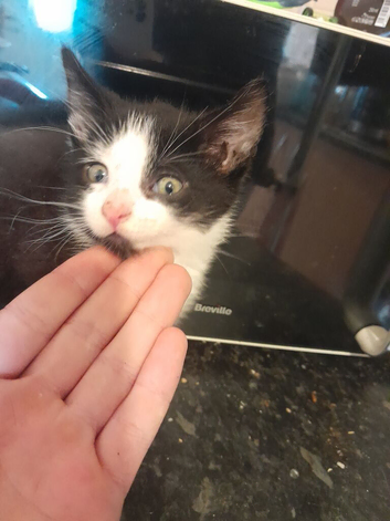 4 Kittens for sale
