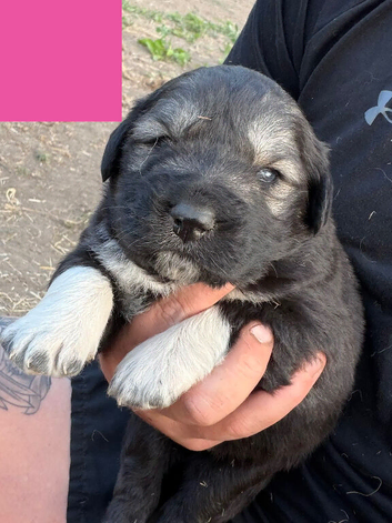 6 stunning puppies for sale ready to leave 17th August.