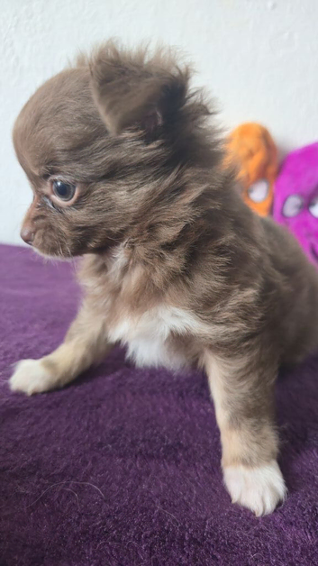 CHOCO & BLUE  Fluffy Babies Looking for a 5★ Home!