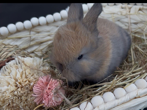 READY TO RESERVE Stunning Mini Lop Bunnies