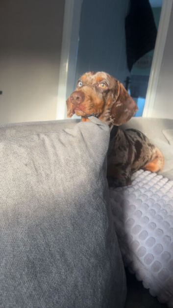 VINNY BEAUTIFUL MALE DACHSHUND FOR STUD