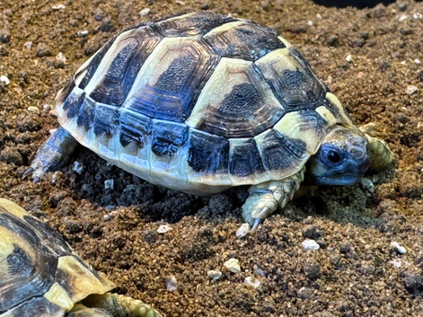Hermann’s 2025 Captive Bred