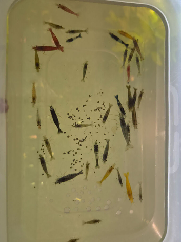 A mix of approx 40 coloured shrimp