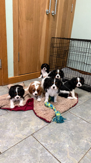 K C Reg Cavalier King Charles