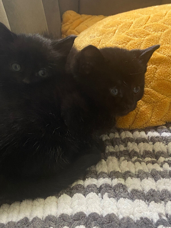 Kittens
