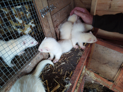 For sale 5 baby ferrets