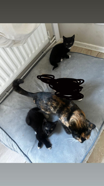 2 black and white kittens