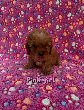 Cockapoo F2 puppies girls and boy Ready to go to there new loving homes