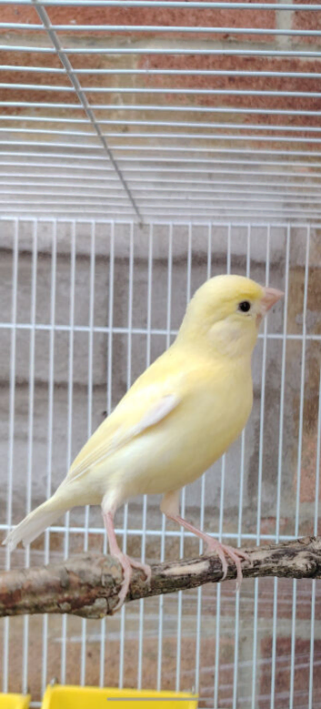2 well bred raza canerys  this year's birds