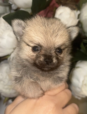 Stunning Pomchi Puppies