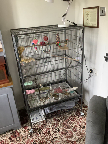 For sale bonded lovebirds
