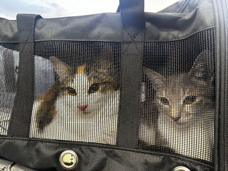 2 kittens for adoption + litter box, bed, fountain, cat tower and more