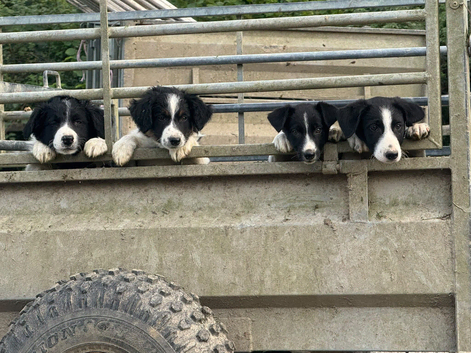 Gorgeous Border Collie Puppies