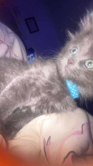 Ragdoll?
