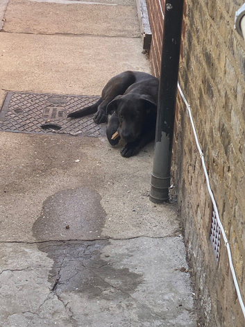 Cane Corso Female 6 months old