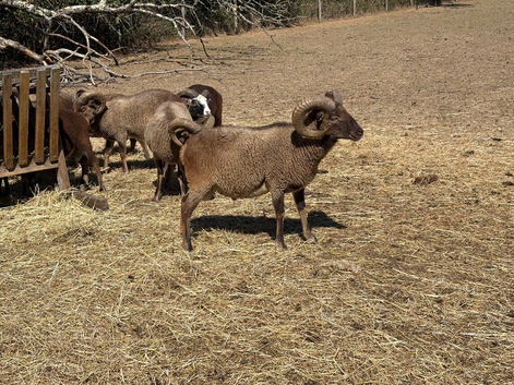 Soay Rams for sale