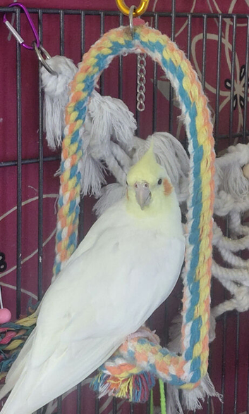 HEN/GIRL Lutino cockatiel