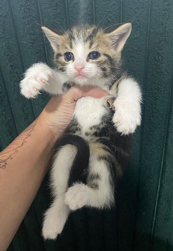 Beautiful docile boy