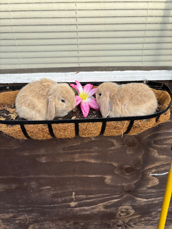 Beautiful mini lop babes