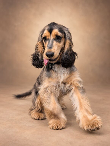Show cocker female