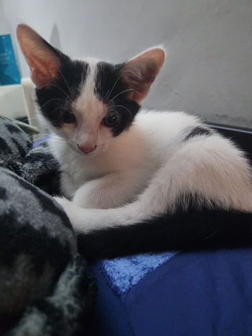 9 wk old male kitten needs forever loving home