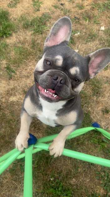 French bulldog for stud