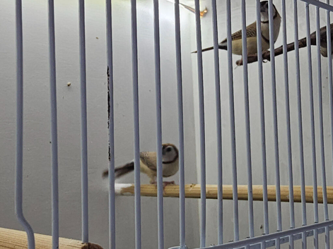 2 Fawn Owl Finches