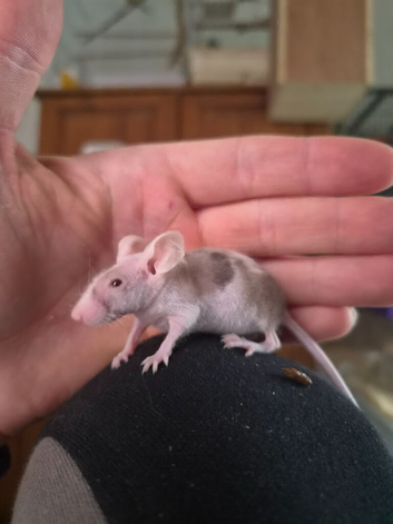 Male and female mice including hairless