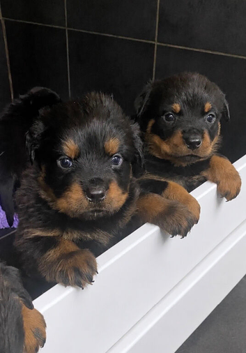 READY NOW 3 girl Rottweiler puppies