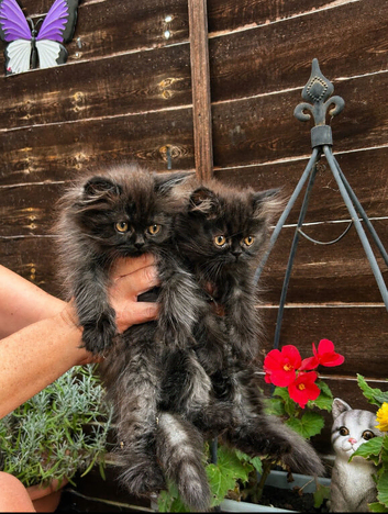Persian kittens for sale