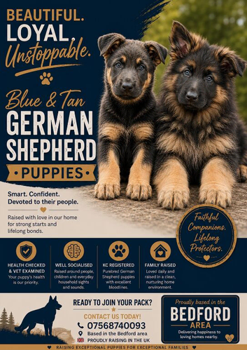 Blue and tan german shepherd puppies