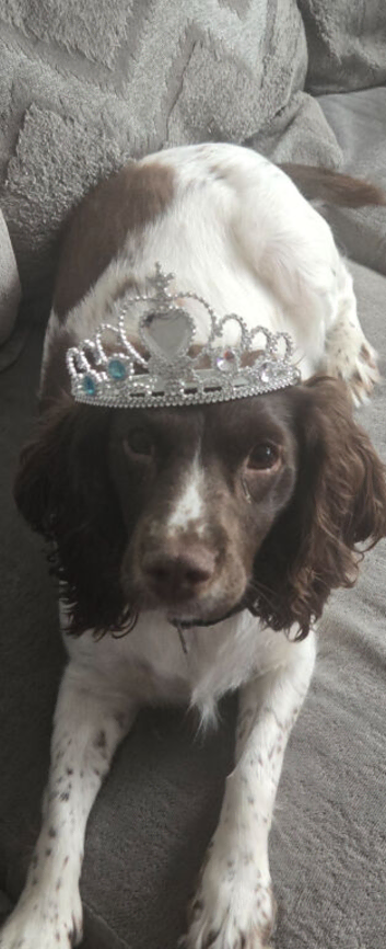 3 year old  recuse called roxie