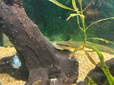 Siamese algae eaters.