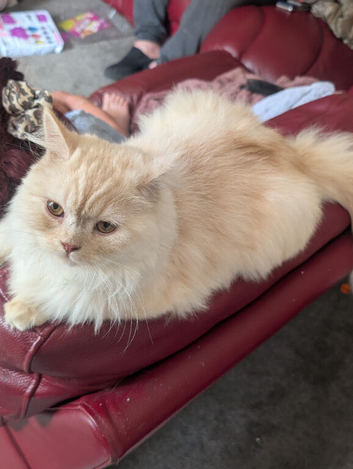 6 month old Persian cat