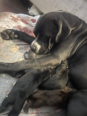 Puppies cane Corso X staff