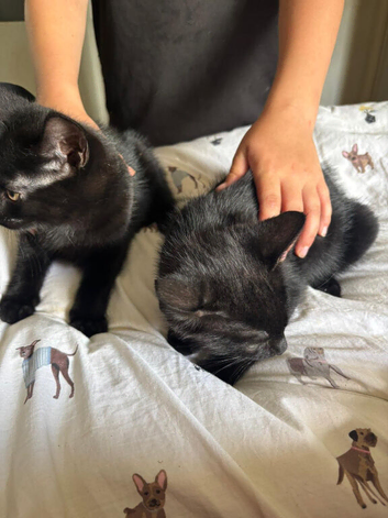 2 Black male kittens for sale