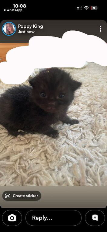 Kittens